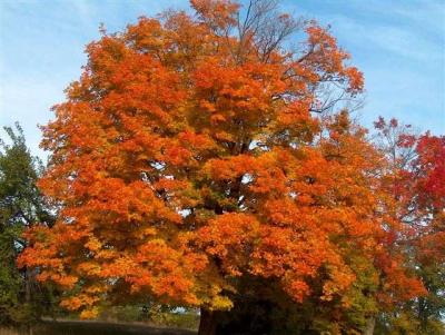 Sugar Maple